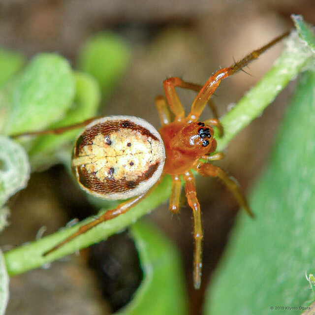Hypsosinga pygmaea • © Kiyoto Ogata • All Rights Reserved ♀ Adult Habitus Dorsal