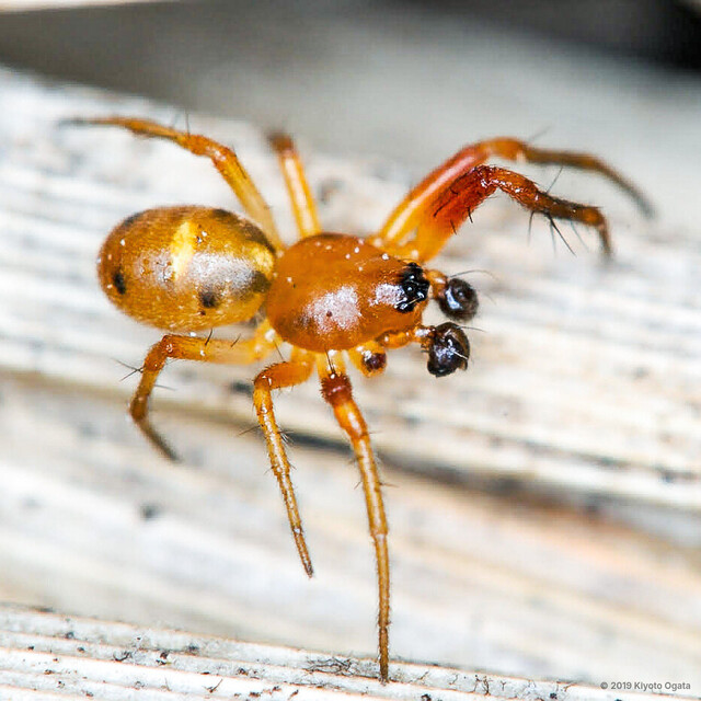 Hypsosinga pygmaea • © Kiyoto Ogata • All Rights Reserved ♂ Adult Habitus Dorsal