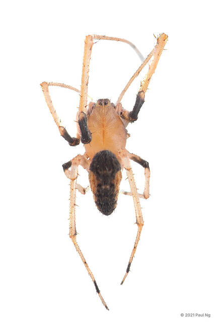 Larinia sp. "Black-banded Grass" • © Paul Ng • All Rights Reserved ♂ Adult Habitus Dorsal