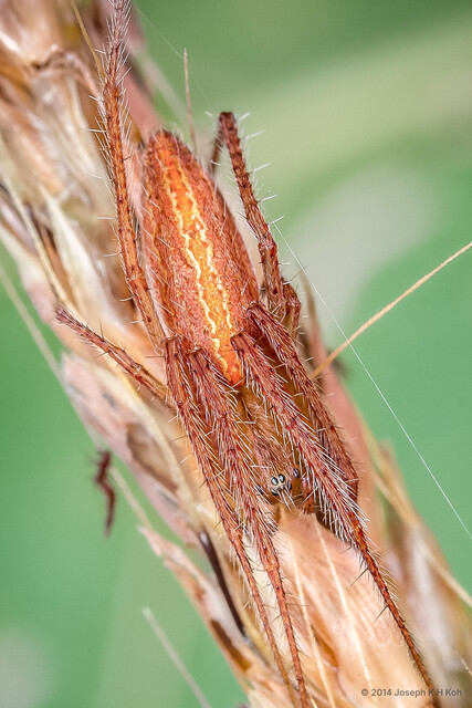 Larinia fusiformis • © Joseph K H Koh • All Rights Reserved ♀ Adult Habitus Dorsal