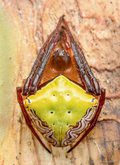Leviaraneus noegeatus (Thorell, 1895)