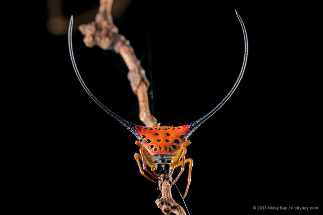 Macracantha arcuata • © Nicky Bay • All Rights Reserved ♀ Adult Habitus Dorsal