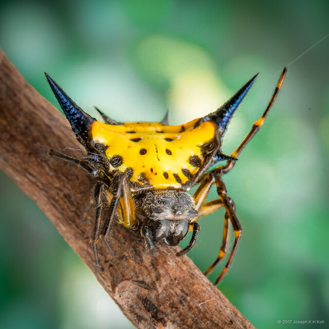 Macracantha hasselti • © Joseph K H Koh • All Rights Reserved ♀ Adult Habitus Dorsal