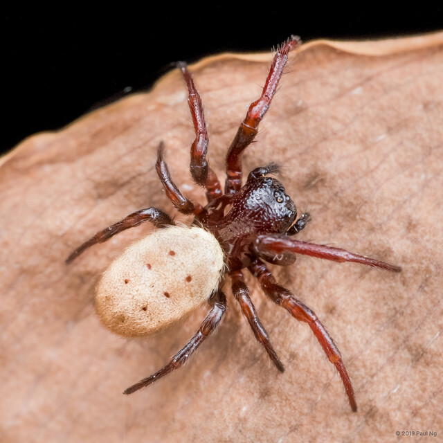 Milonia obtusa • © Paul Ng • All Rights Reserved ♀ Adult Habitus Dorsal