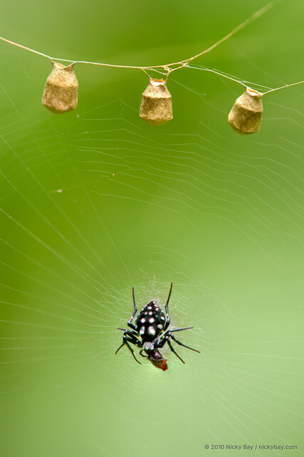 Neogea nocticolor • © Nicky Bay • All Rights Reserved ♀ Adult Habitus Dorsal Predation Egg(s)/Egg Sac(s)