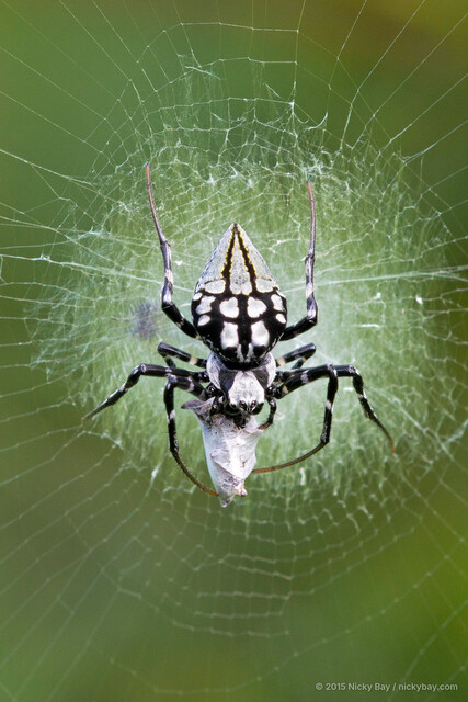 Neogea nocticolor • © Nicky Bay • All Rights Reserved ♀ Adult Habitus Dorsal Predation