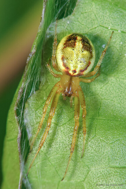Neoscona inusta • © Tan Chuan Yean • All Rights Reserved ♂ Adult Habitus Dorsal