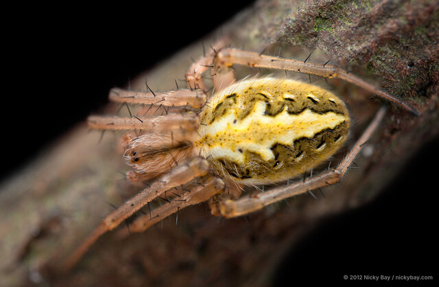 Neoscona theisi • © Nicky Bay • All Rights Reserved ♀ Adult Habitus Dorsal