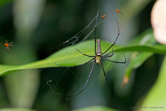 Nephila pilipes • © Nicky Bay • All Rights Reserved ♂ Adult Habitus Dorsal Multiple