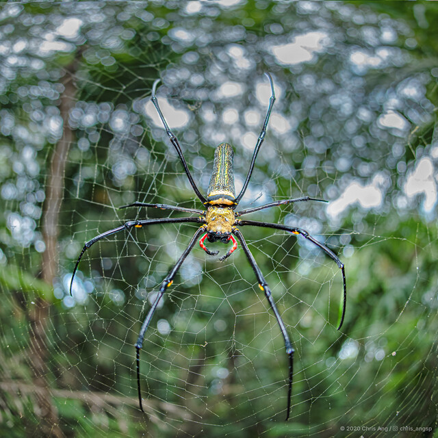 Nephila pilipes • © Chris Ang • All Rights Reserved ♀ Adult Habitus Dorsal