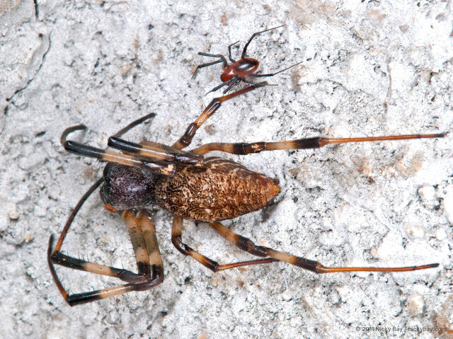Nephilengys malabarensis • © Nicky Bay • All Rights Reserved ♂ Adult Habitus Dorsal Multiple
