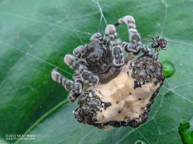 Ordgarius sp. "Creamy Blackberry" • © Nicky Bay • All Rights Reserved ♀ Adult Habitus Dorsal Multiple