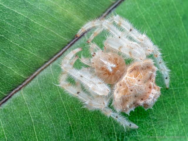 Ordgarius sp. "Periscope" • © Nicky Bay • All Rights Reserved ♀ Adult Habitus Dorsal