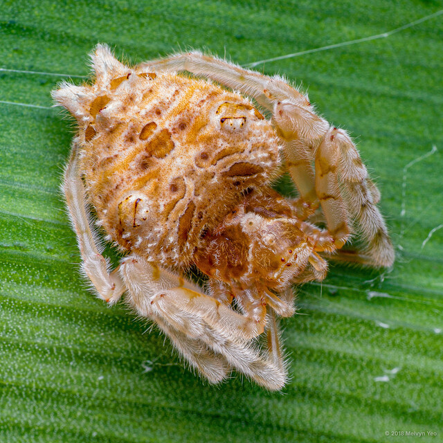 Ordgarius sexspinosus • © Melvyn Yeo • All Rights Reserved ♀ Adult Habitus Dorsal