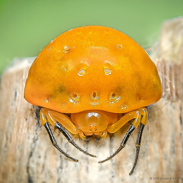 Paraplectana sp. "Black Socks" • © Joseph K H Koh • All Rights Reserved ♀ Adult Habitus Anterior