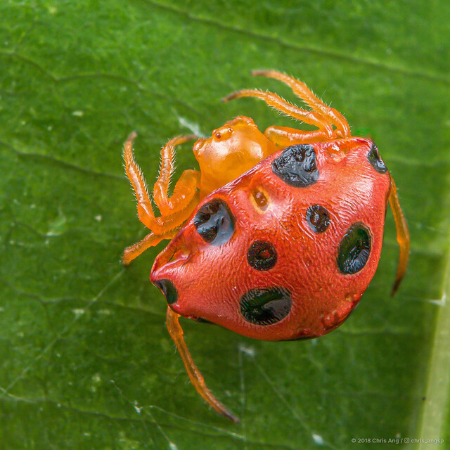 Paraplectana sp. "Spotted Ladybird" • © Chris Ang • All Rights Reserved ♀ Adult Habitus Anterior