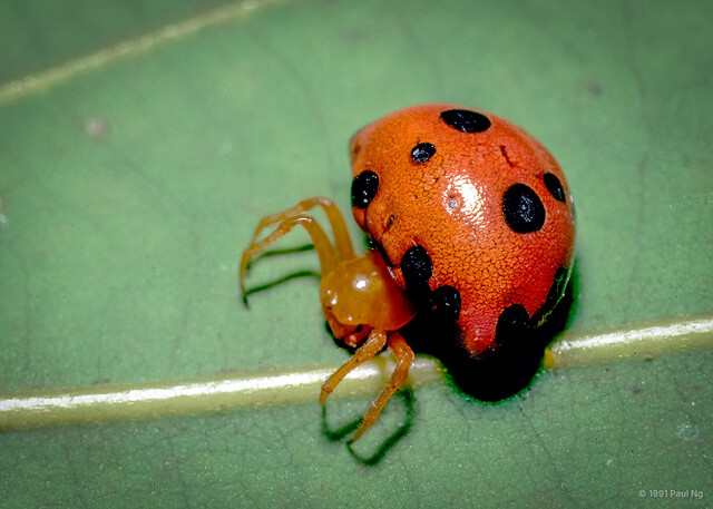 Paraplectana sp. "Spotted Ladybird" • © Paul Ng • All Rights Reserved ♀ Adult Habitus Dorsal