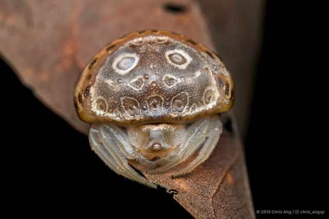 Paraplectana sp. "White-eyed" • © Chris Ang • All Rights Reserved ♀ Adult Habitus Dorsal