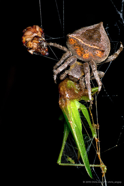 Parawixia dehaani • © Chris Ang • All Rights Reserved ♀ Adult Habitus Dorsal Predation