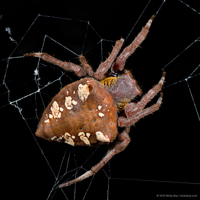 Parawixia dehaani • © Nicky Bay • All Rights Reserved ♀ Adult Habitus Dorsal