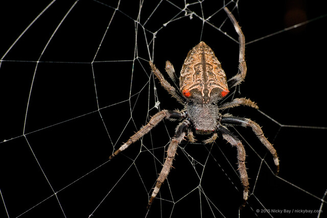 Parawixia dehaani • © Nicky Bay • All Rights Reserved ♀ Adult Habitus Dorsal
