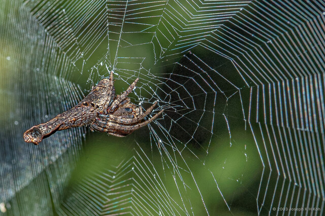 Poltys elevatus • © Joseph K H Koh • All Rights Reserved ♀ Adult Habitus Lateral Web