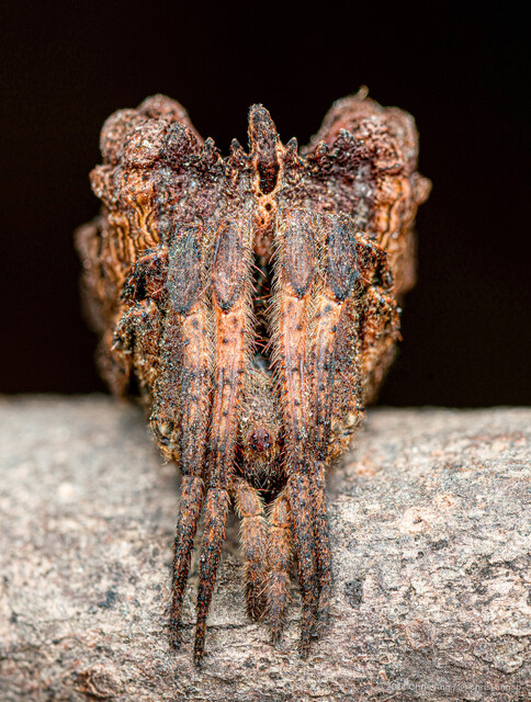 Poltys illepidus • © Chris Ang • All Rights Reserved ♀ Adult Habitus Anterior