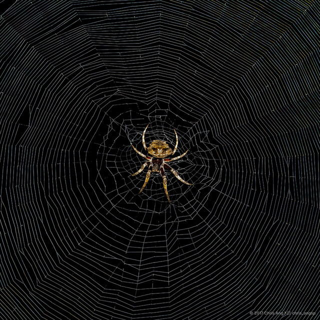 Poltys illepidus • © Chris Ang • All Rights Reserved ♀ Adult Habitus Dorsal Web