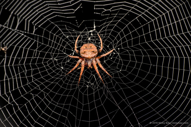 Poltys stygius • © Nicky Bay • All Rights Reserved ♀ Adult Habitus Dorsal Web