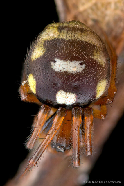Songaraneus perpolitus • © Nicky Bay • All Rights Reserved ♀ Adult Habitus Dorsal