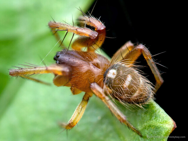 Songaraneus perpolitus • © Nicky Bay • All Rights Reserved ♂ Adult Habitus Dorsal