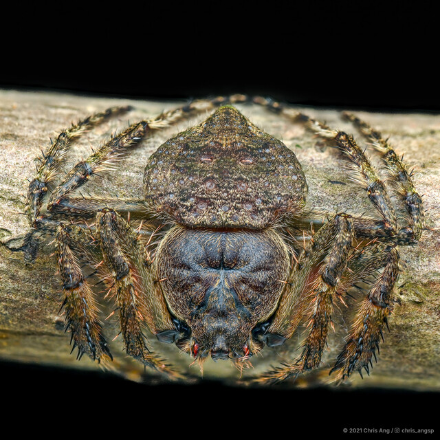 Talthybia depressa • © Chris Ang • All Rights Reserved ♂ Adult Habitus Dorsal
