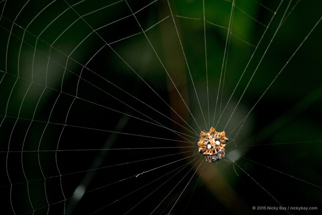 Thelacantha brevispina • © Nicky Bay • All Rights Reserved ♀ Adult Habitus Dorsal Web