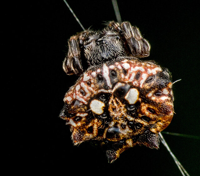 Thelacantha brevispina • © Nicky Bay • All Rights Reserved ♀ Adult Habitus Dorsal