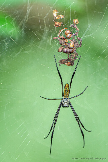 Trichonephila antipodiana • © Chris Ang • All Rights Reserved ♀ Adult Habitus Dorsal Web