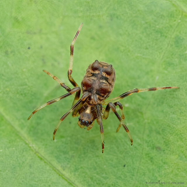 Zhuaraneus daoxiang • © Chris Ang • All Rights Reserved ♀ Adult Habitus Dorsal