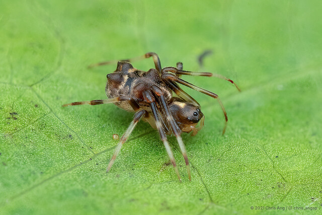 Zhuaraneus daoxiang • © Chris Ang • All Rights Reserved ♀ Adult Habitus Lateral