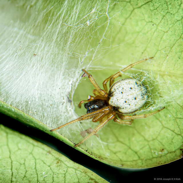 "Zygiella" calyptrata • © Joseph K H Koh • All Rights Reserved ♀ Adult Habitus Dorsal