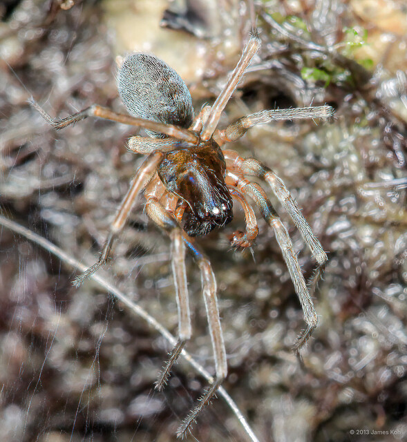 Paratheuma armata • © James Koh • All Rights Reserved ♂ Adult Habitus Dorsal
