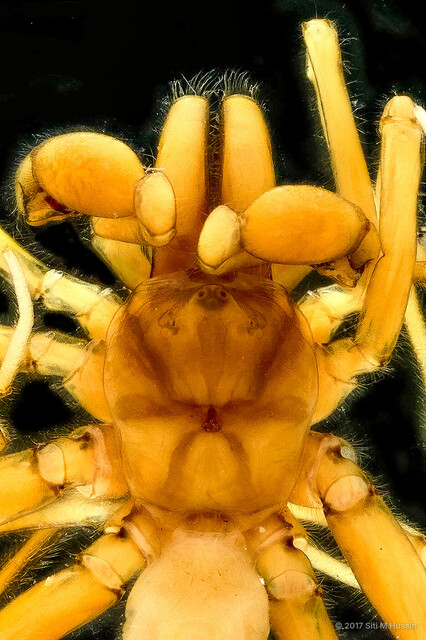 Calommata sundaica • © Siti M Hussin • All Rights Reserved ♂ Adult Habitus Dorsal