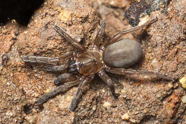 Idioctis littoralis • © David Court • All Rights Reserved ♀ Adult Habitus Dorsal