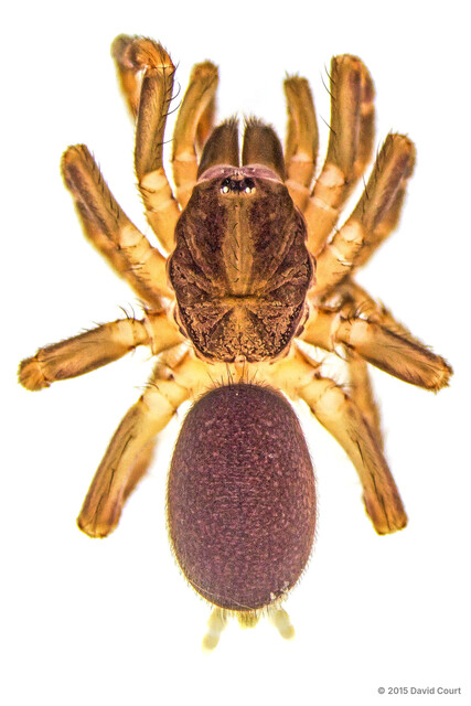 Monodontium bukittimah • © David Court • All Rights Reserved ♀ Adult Habitus Dorsal