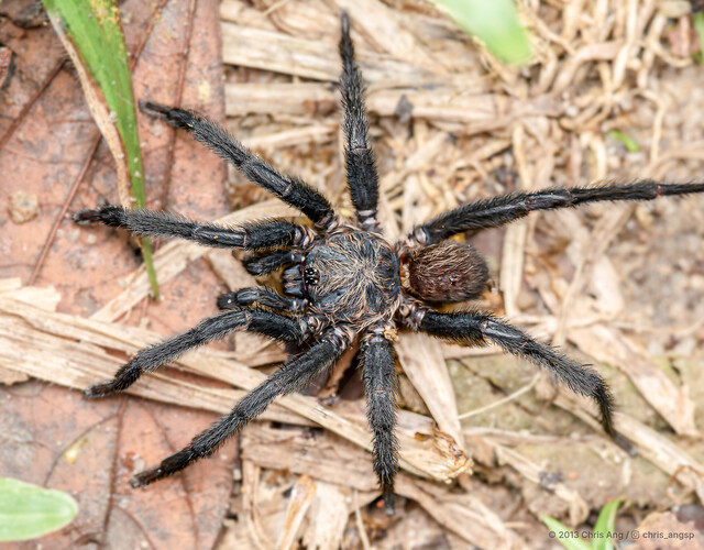 Rhianodes atratus • © Chris Ang • All Rights Reserved ♂ Adult Habitus Dorsal