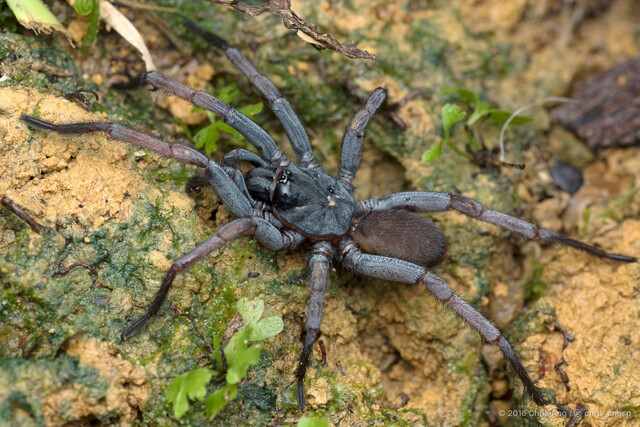 Damarchus workmani • © Chris Ang • All Rights Reserved ♂ Adult Habitus Dorsal