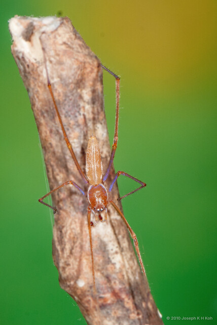 Calamoneta sp. "Flexi-legs" • © Joseph K H Koh • All Rights Reserved ♂ Adult Habitus Dorsal