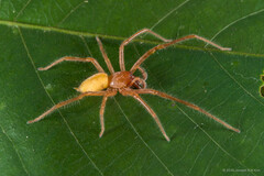 Cheiracanthium sp. "Mangrove Long-legged"