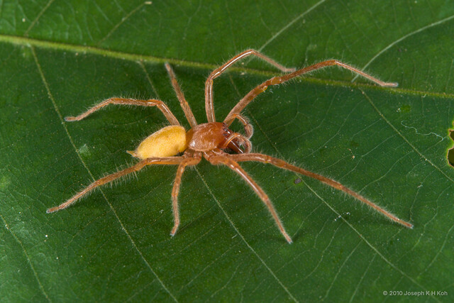 Cheiracanthium sp. "Mangrove Long-legged" • © Joseph K H Koh • All Rights Reserved ♂ Adult Habitus Dorsal