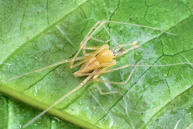 "Cheiracanthium" sp. "White-blotched" • © Nicky Bay • All Rights Reserved ♂ Adult Habitus Dorsal