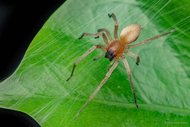 Cheiracanthium approximatum • © David Court • All Rights Reserved ♀ Adult Habitus Dorsal