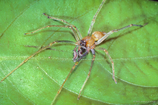 "Cheiracanthium" insigne • © Joseph K H Koh • All Rights Reserved ♂ Adult Habitus Dorsal